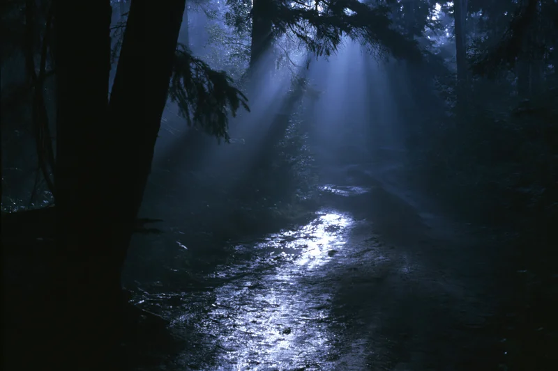 Moonlight beams through dense forest trees onto a damp winding path at night