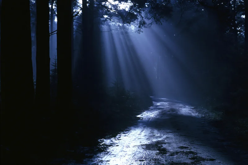 Moonlight beams through dense forest trees onto a winding dirt path at night