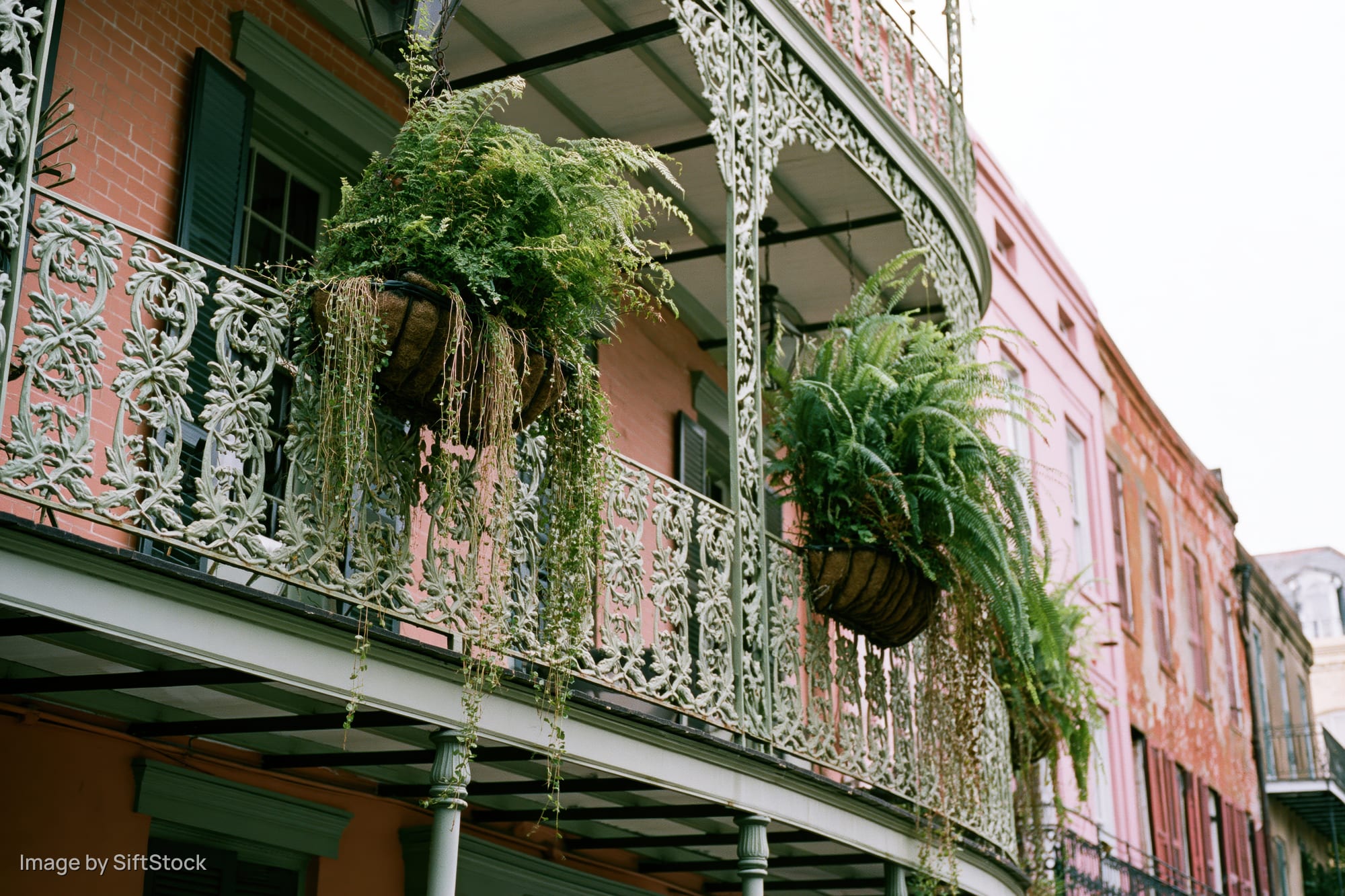 Ornate wrought-iron balcony with hanging ferns on a pink building in the French Quarter