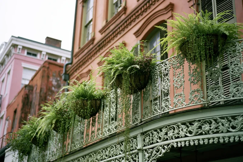 Wrought iron balcony with hanging ferns on a pink building in new orleans french quarter