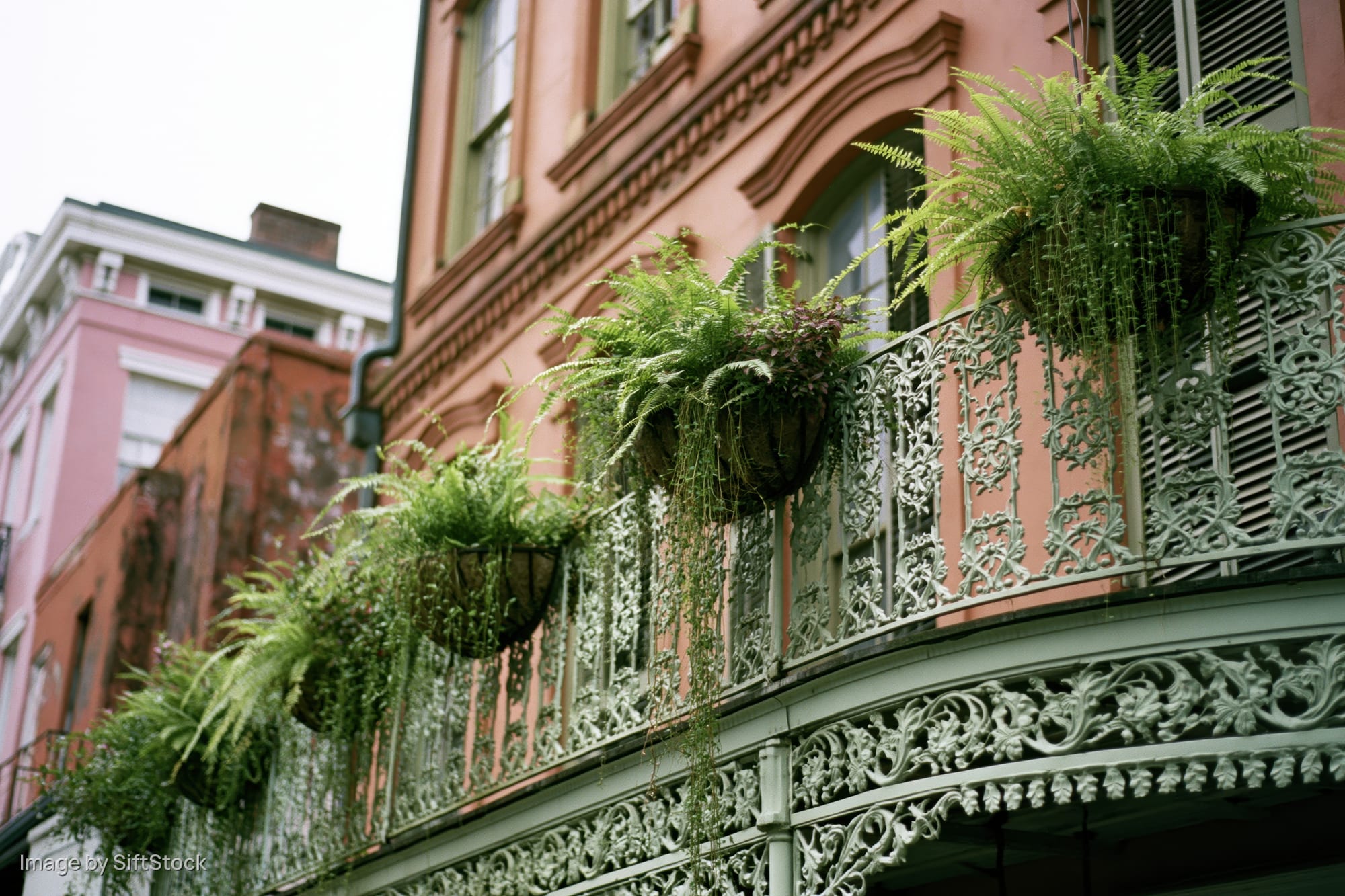Wrought iron balcony with hanging ferns on a pink building in new orleans french quarter