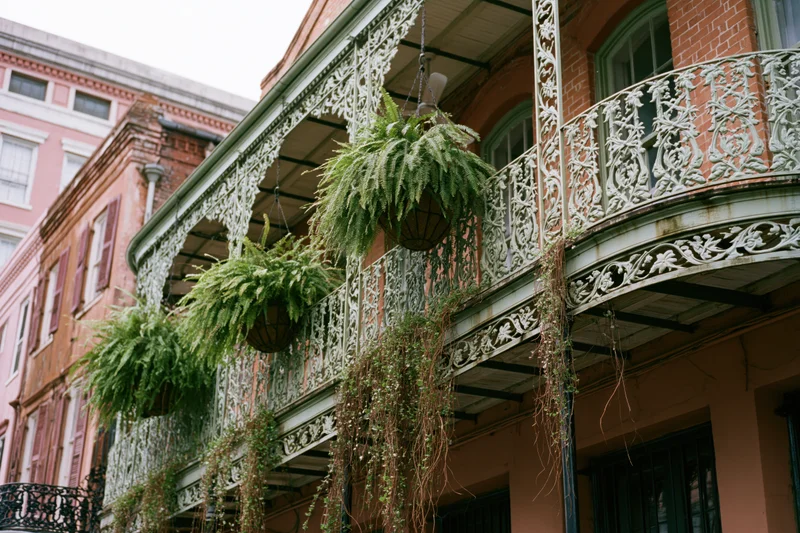 Ornate wrought-iron balcony with hanging ferns and vines on a historic building facade in new orleans french quarter