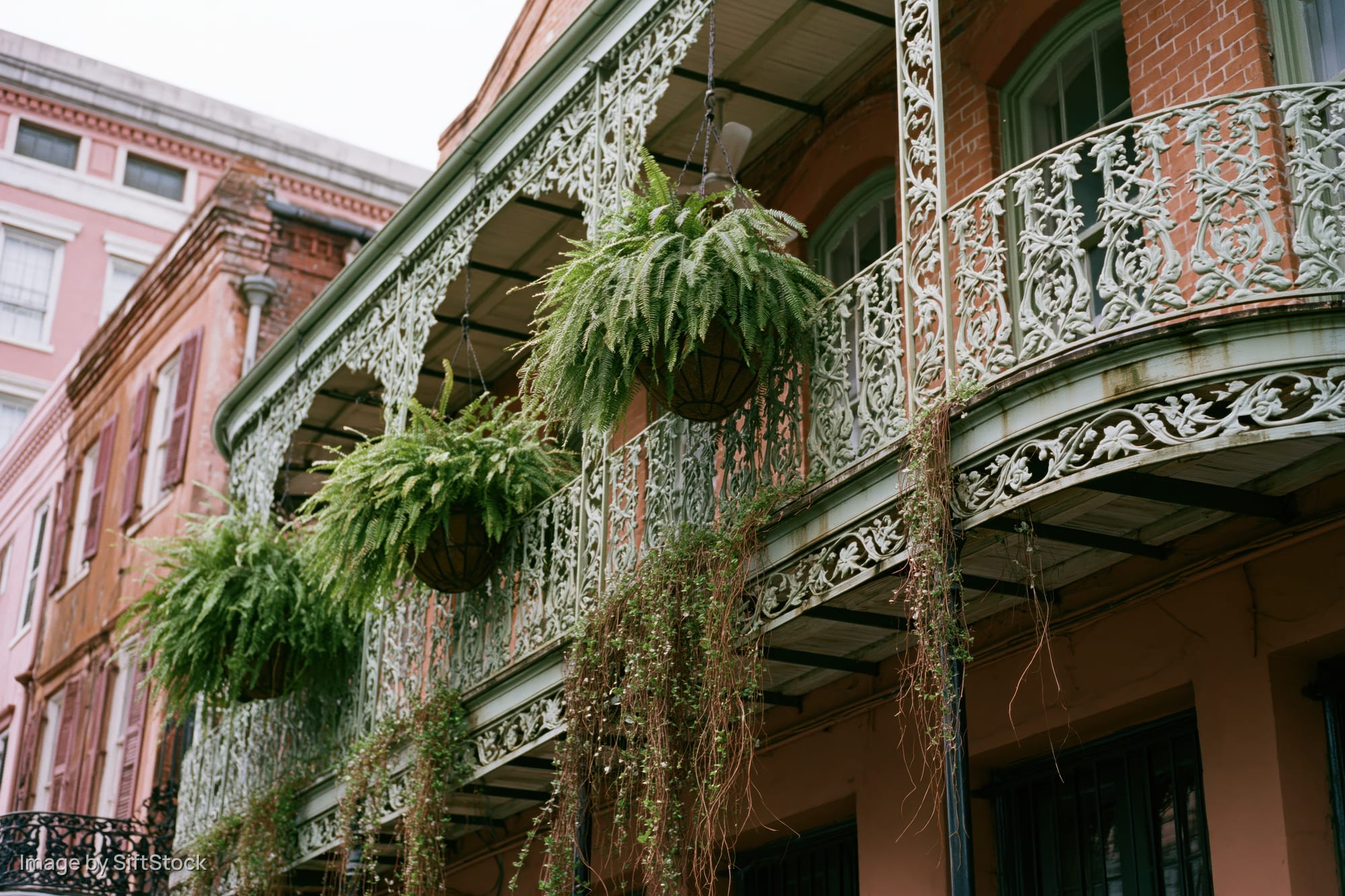 Ornate wrought-iron balcony with hanging ferns and vines on a historic building facade in new orleans french quarter