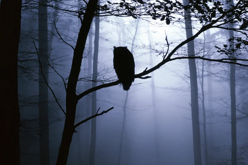 Owl silhouette perched on bare branch in foggy forest