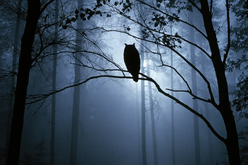 Owl silhouette perched on a bare branch in a foggy forest at night