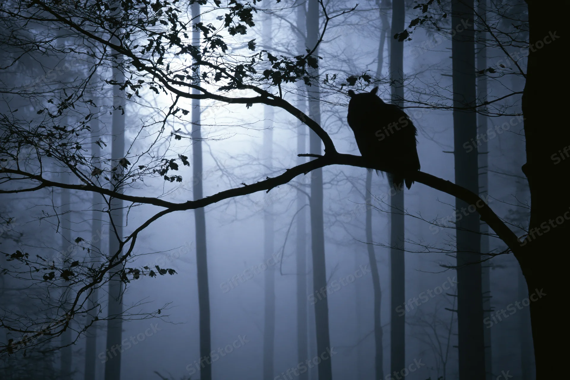 Owl silhouette perched on a bare branch in a foggy forest at night