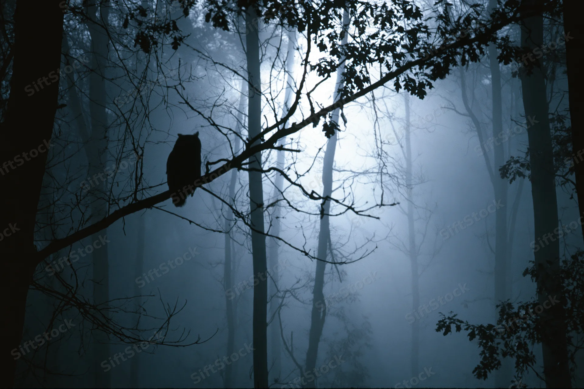 Owl silhouette perched on bare branch in foggy forest at night