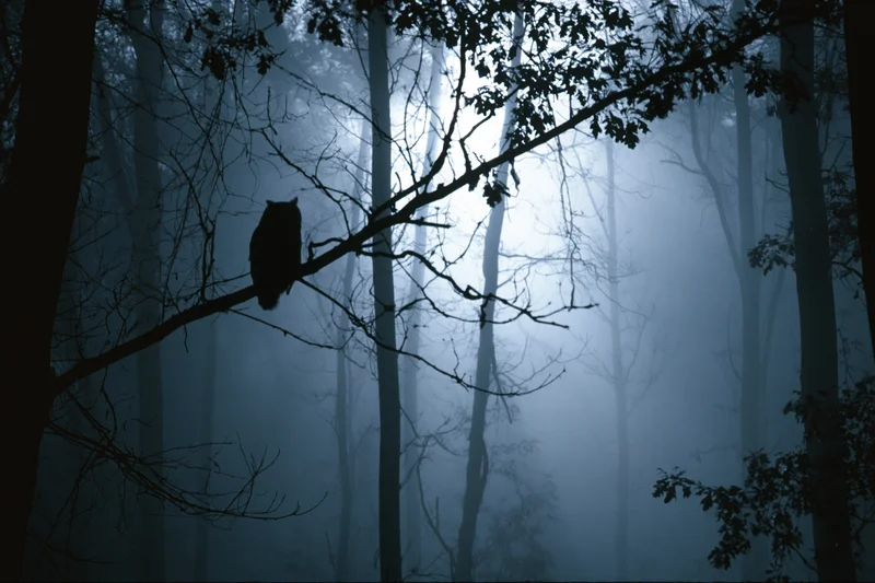 Owl silhouette perched on bare branch in foggy forest at night
