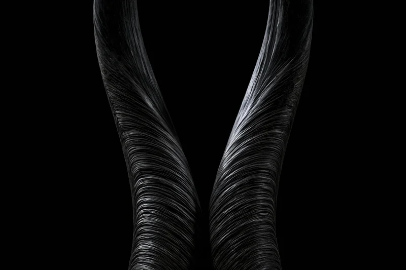 Pair of large curved antelope horns against black background