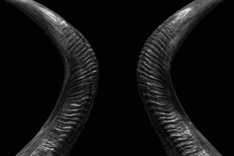 Pair of large curved antelope horns against black background in closeup view