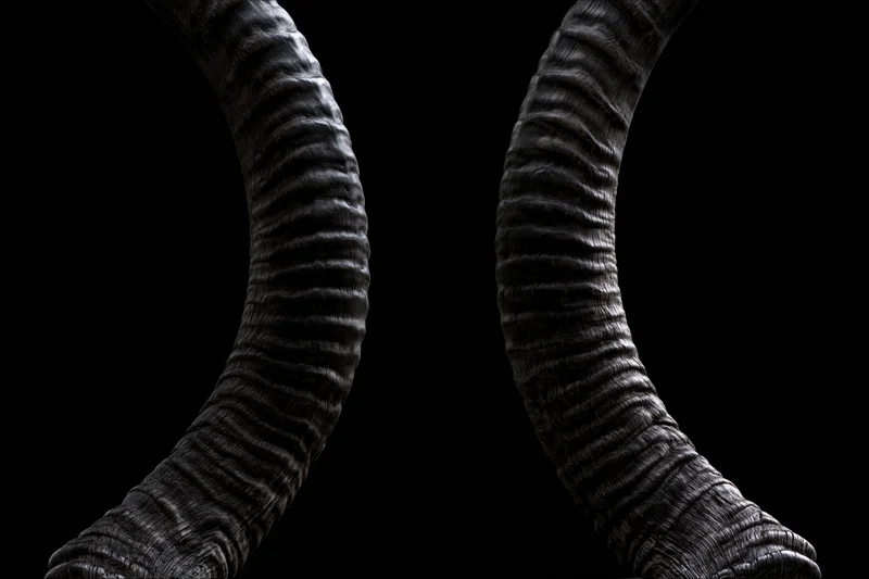 Closeup of large curved antelope horns with ridged texture against black background