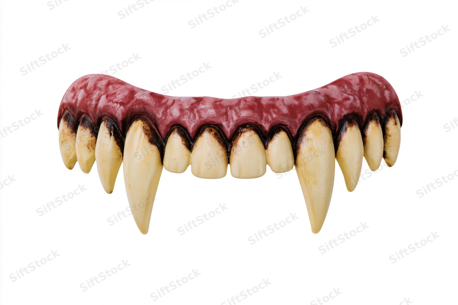 Plastic vampire fangs prop isolated on white background