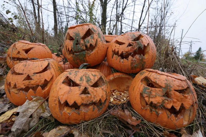 Carved pumpkins with jagged grimacing faces piled outdoors among dry leaves and grass in a wooded area