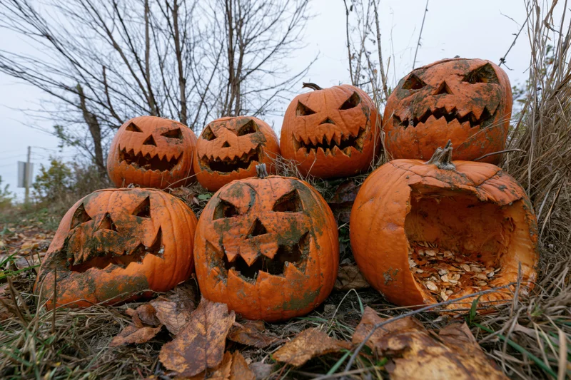 Seven carved pumpkins with jagged grimacing faces decaying in a grassy field among dry leaves and bare trees