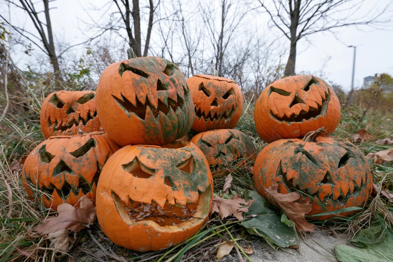 Carved pumpkins with jagged grimacing faces piled on grass among fallen leaves and bare trees