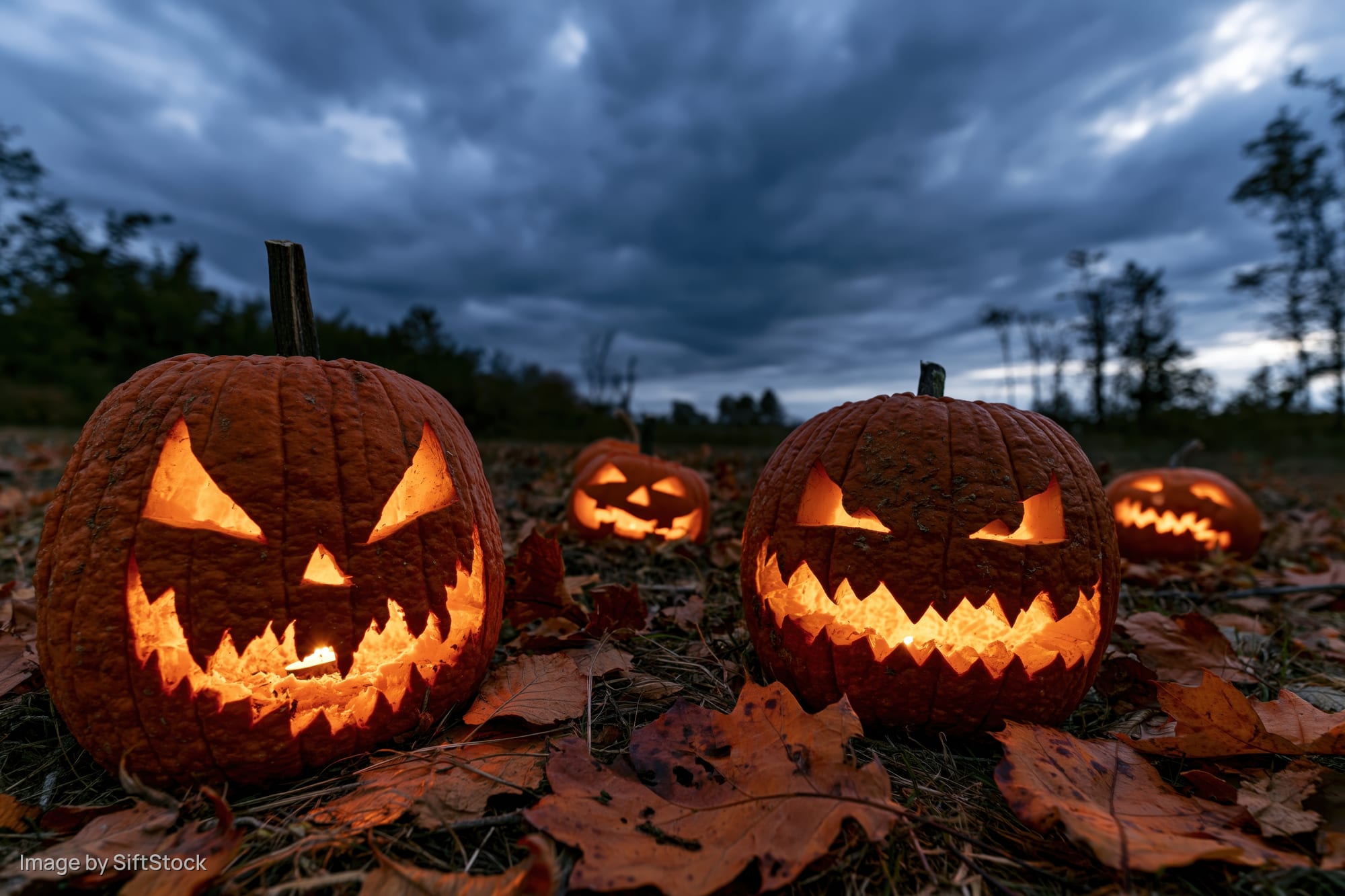 Carved jack-o-lanterns glowing in an open field at dusk surrounded by autumn leaves