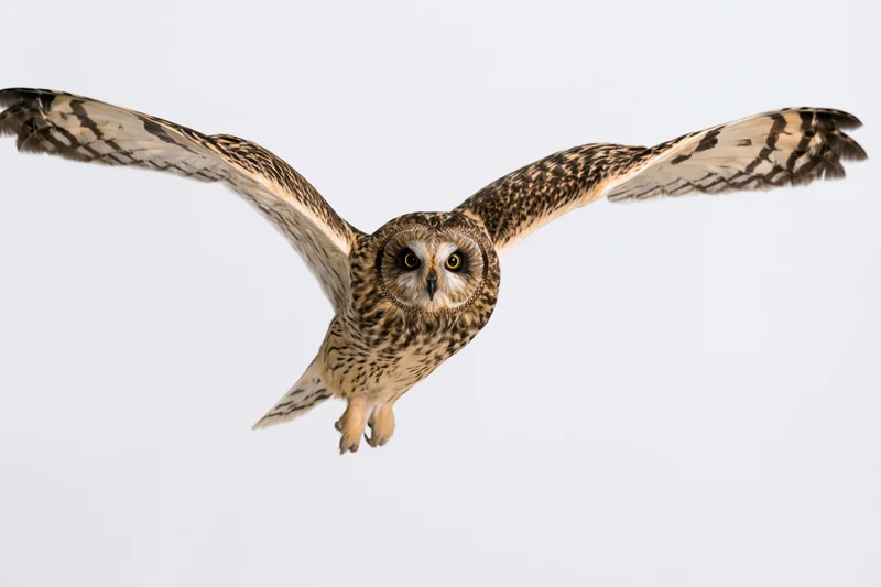 Short-eared owl in mid-flight with wings fully spread against plain background