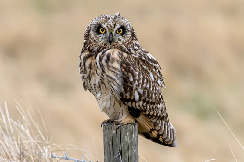 Short-eared owl perched upright on a weathered wooden fence post in a grassy field