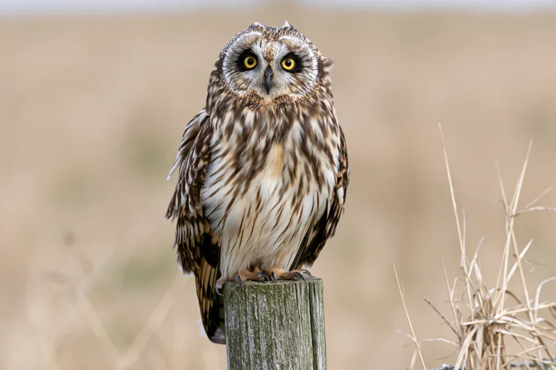 Short-eared owl perched upright on a weathered wooden fence post in a grassy field