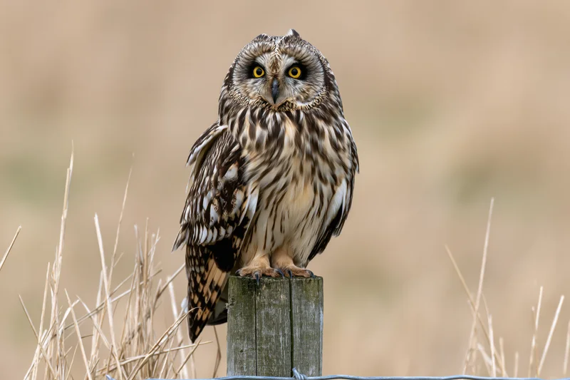 Short-eared owl perched upright on a weathered wooden fence post in a dry grassy field