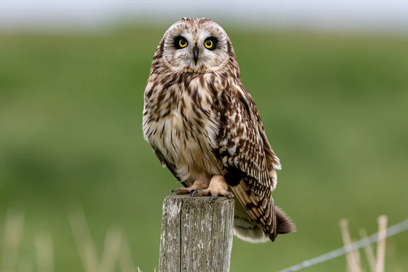 Short-eared owl perched upright on a weathered wooden fence post in a grassy field