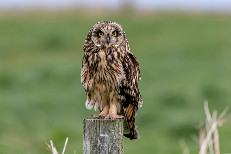 Short-eared owl perched upright on a weathered wooden fence post in a grassy field