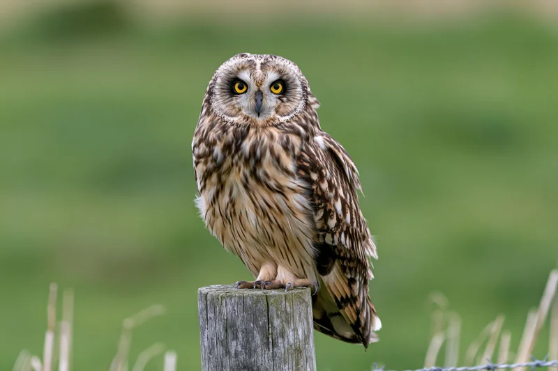 Short-eared owl perched upright on a weathered wooden fence post in a grassy field