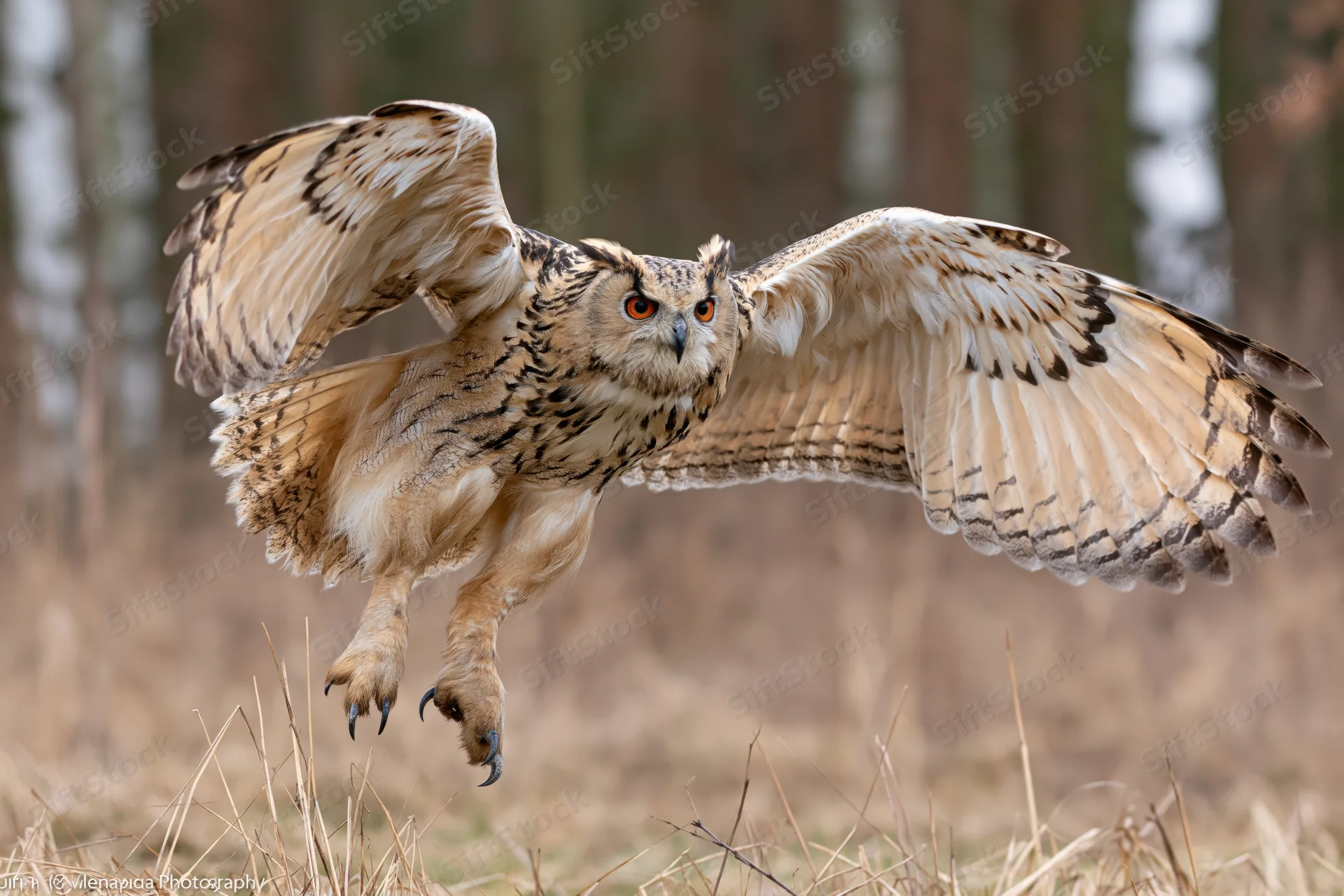 Siberian eagle owl in mid-flight with wings spread and talons extended over dry grass field