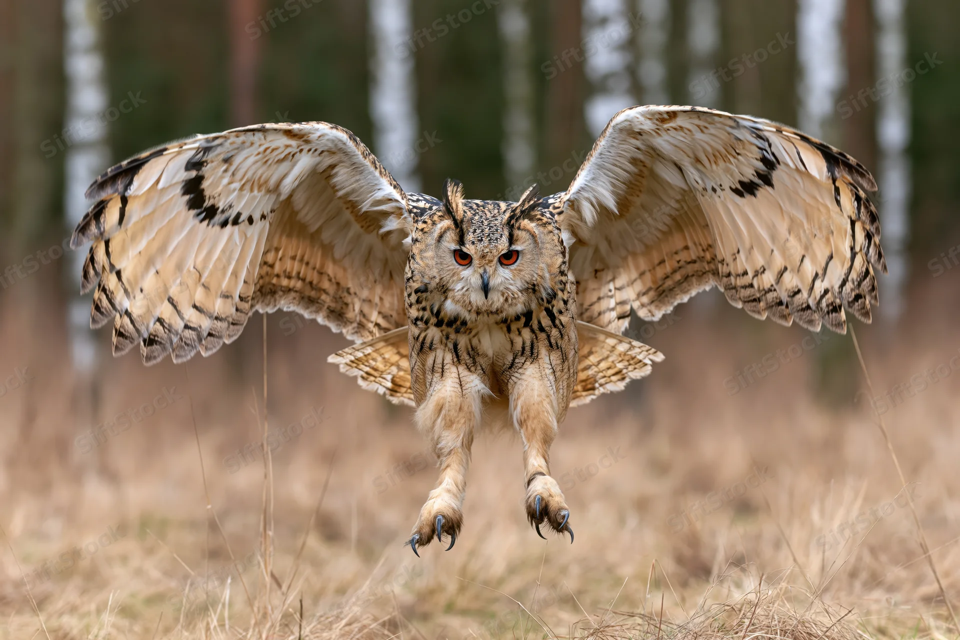 Siberian eagle owl in mid-flight with wings fully spread and talons extended over dry grass in a forest clearing