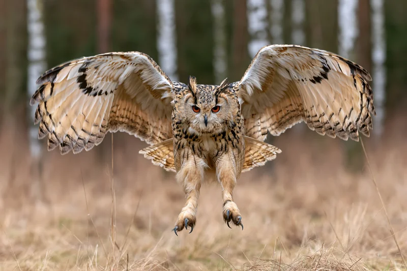 Siberian eagle owl in mid-flight with wings fully spread and talons extended over dry grass in a forest clearing