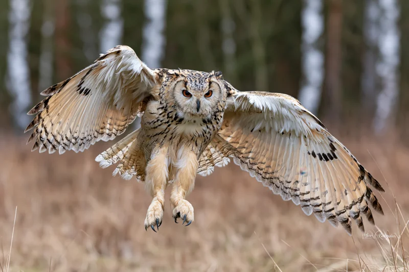 Siberian eagle owl in mid-flight with wings fully spread and talons extended over grassy field near forest