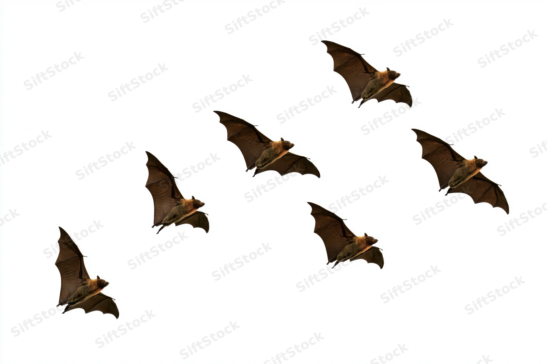 Six bats in mid-flight arranged in a scattered sequence against a plain white background