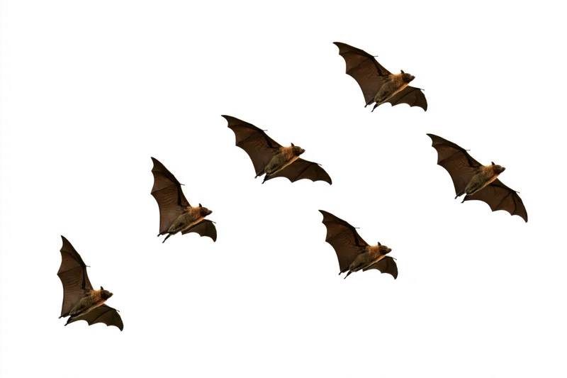 Six bats in mid-flight arranged in a scattered sequence against a plain white background