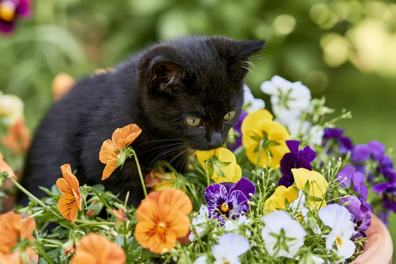 Black kitten crouching among blooming pansies in a garden pot