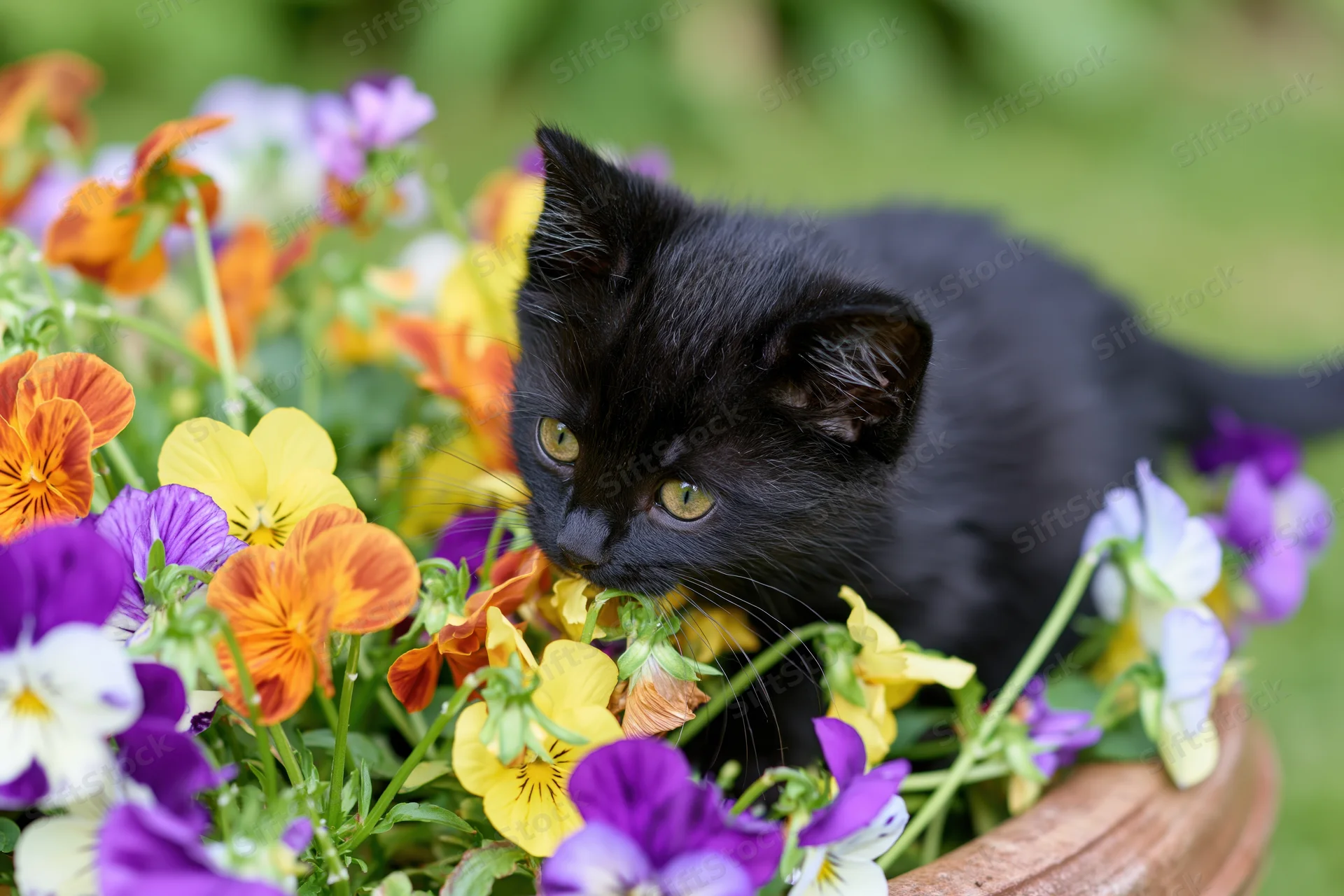 Black kitten crouching among blooming pansies in a terracotta pot outdoors