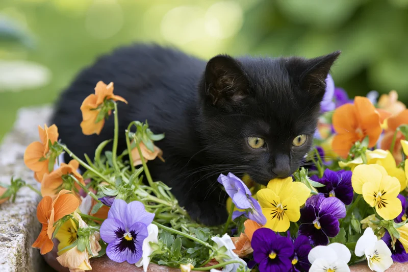 Black kitten crouching among blooming pansies in a garden pot