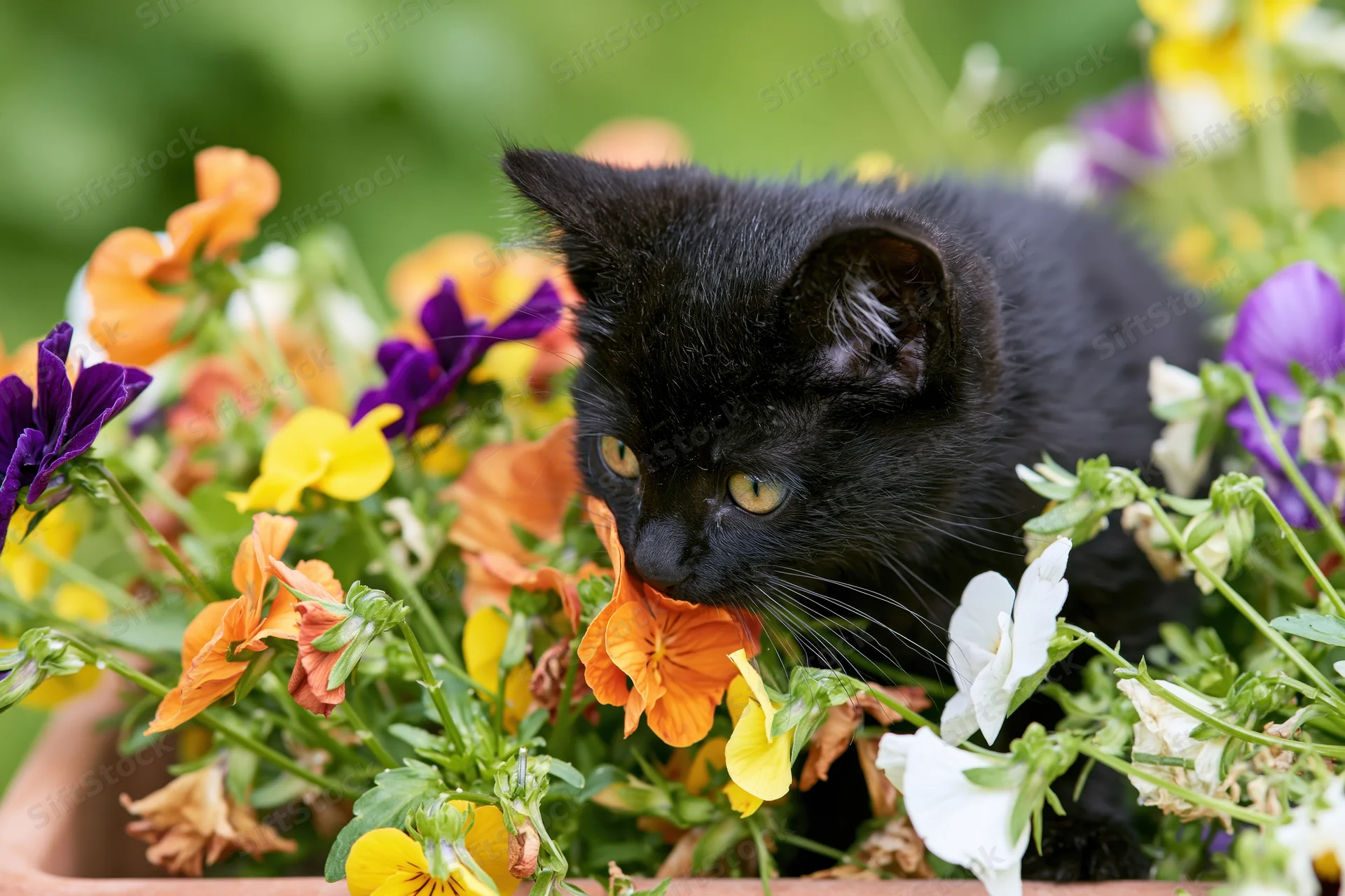 Black kitten crouching among blooming pansies in a garden pot