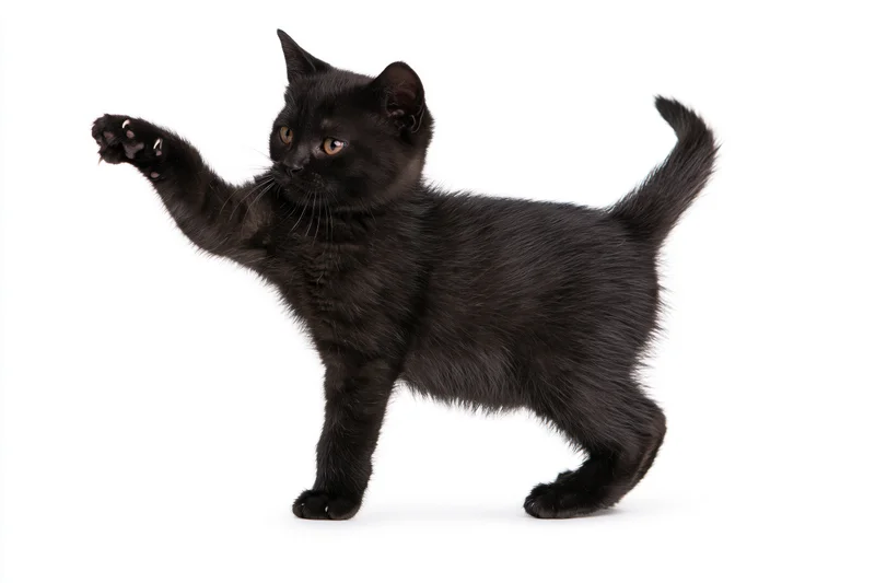 Black kitten reaching forward with one paw in playful gesture against white background
