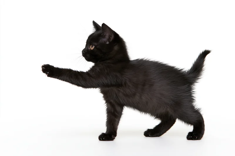 Black kitten reaching forward with one paw in playful motion against white background