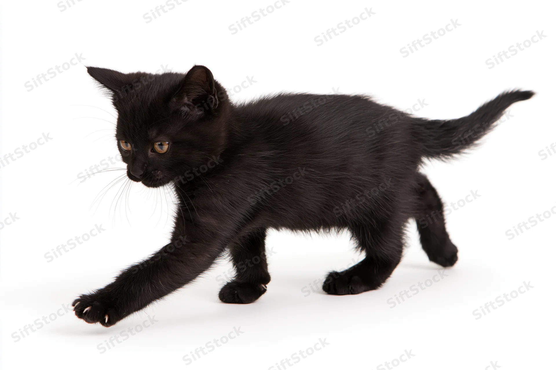 Black kitten reaching paw forward in playful motion on white background