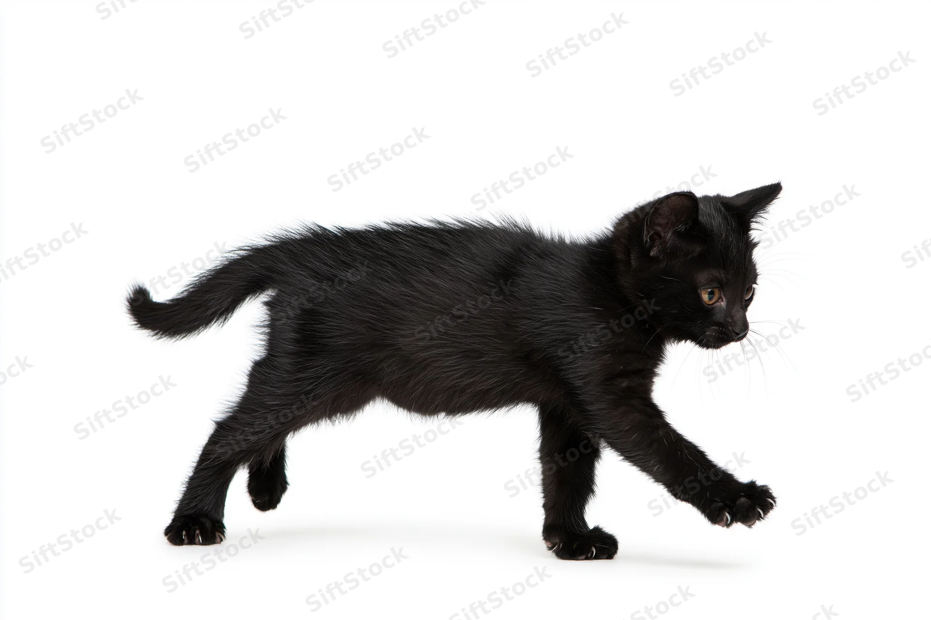 Black kitten walking with one paw extended forward on white background