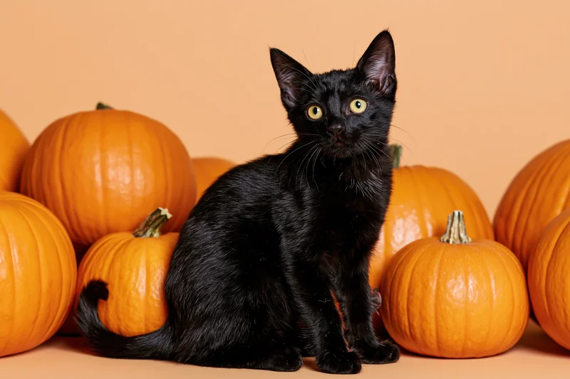 Black kitten sitting alert among pumpkins in studio setting