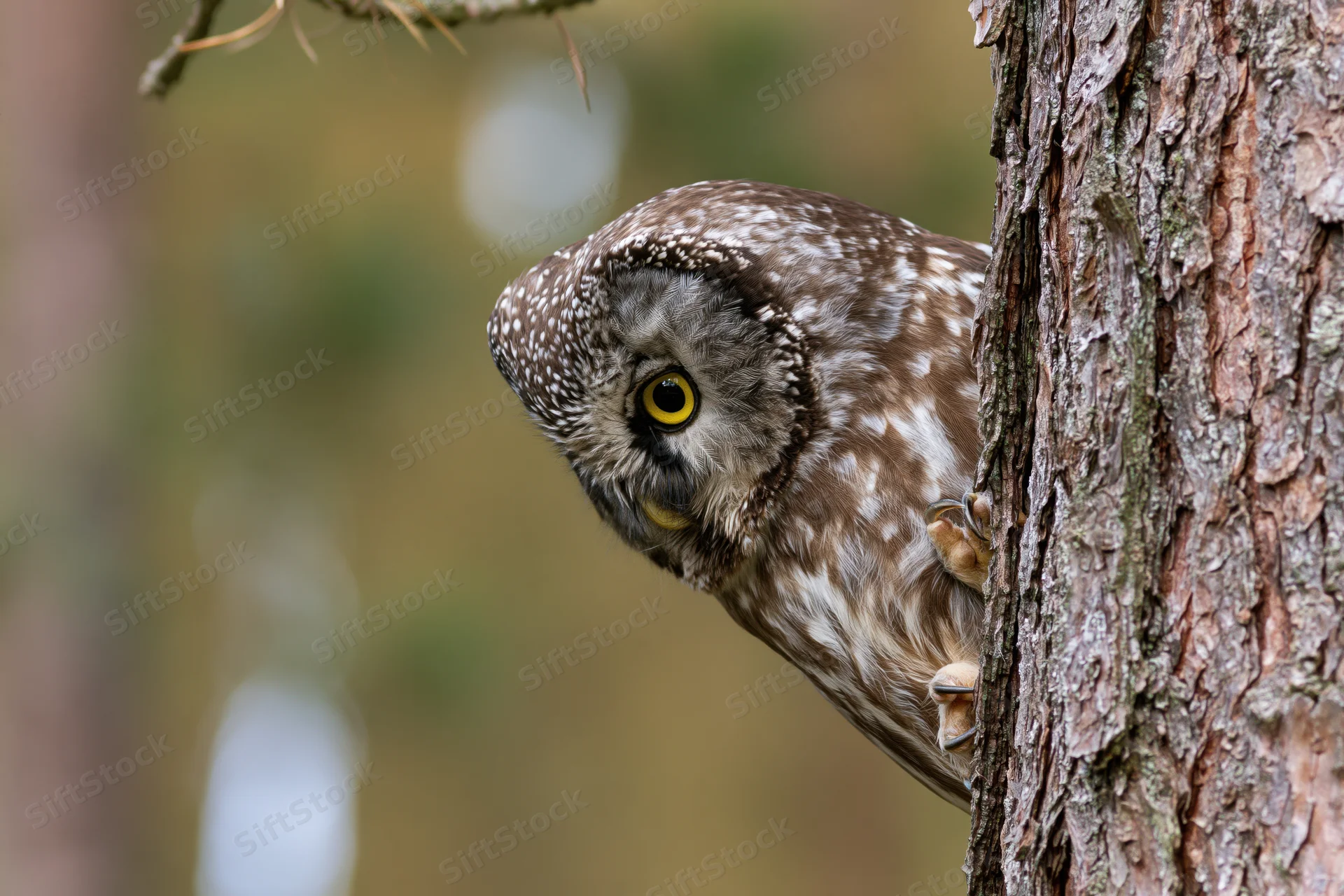 Boreal owl peering from behind pine tree trunk in forest
