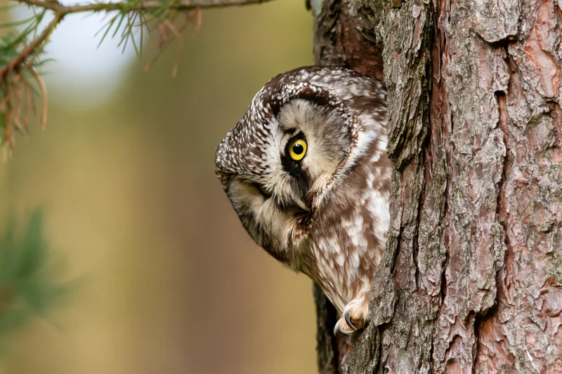 Boreal owl peering from behind pine tree trunk in forest