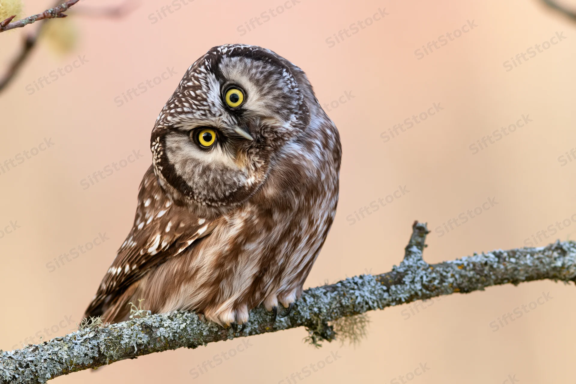 Small boreal owl perched on lichen-covered branch with head tilt