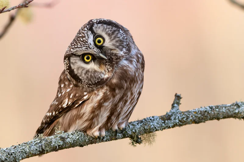 Small boreal owl perched on lichen-covered branch with head tilt