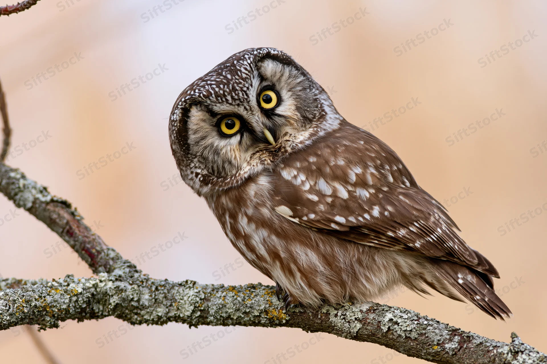 Small boreal owl perched on lichen-covered branch with head tilted