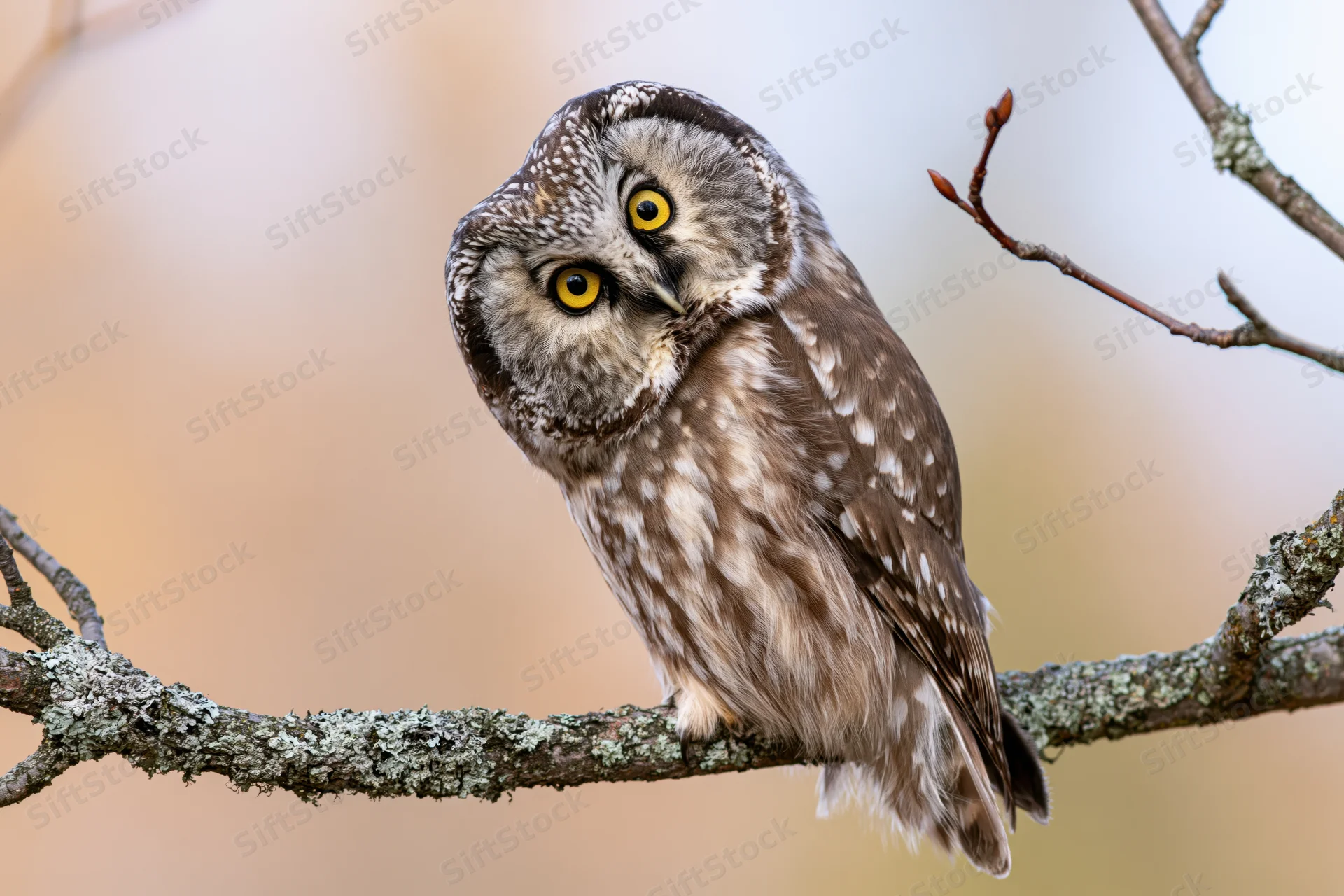 Boreal owl perched on lichen-covered branch with head tilted