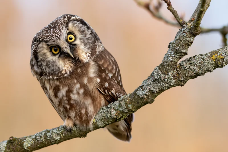 Boreal owl perched on lichen-covered branch with head tilted, alert and watching
