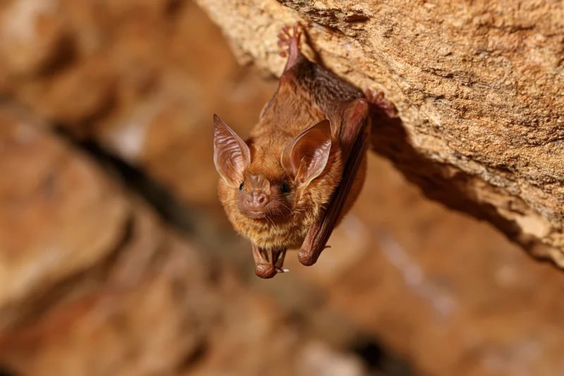 Small brown bat hanging upside down from a rough cave ceiling